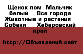 Щенок пом. Мальчик белый  - Все города Животные и растения » Собаки   . Хабаровский край